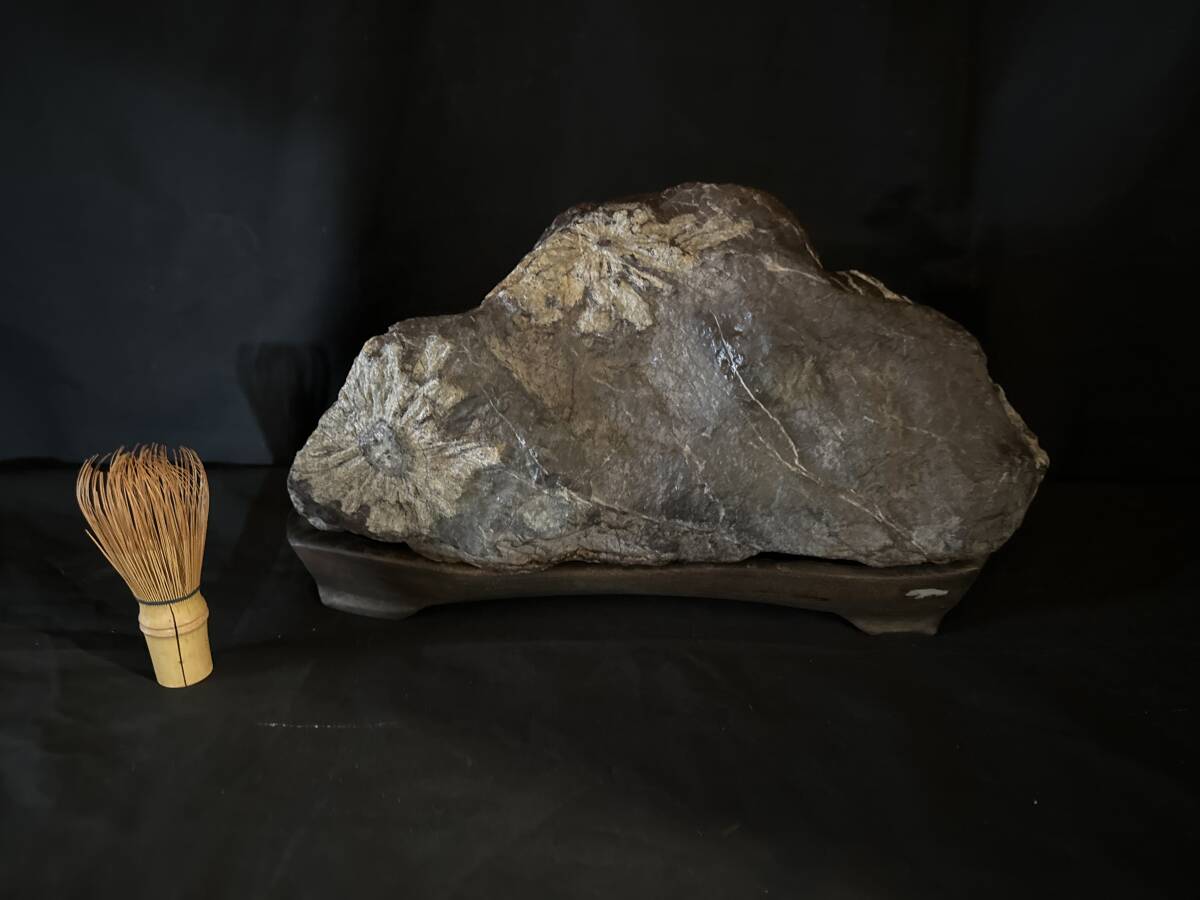 古美術 根尾川産　大型菊花石　サバ菊　 鑑賞石 水石 盆栽石 台付き 高22cm x 18x40cm 重量15kg