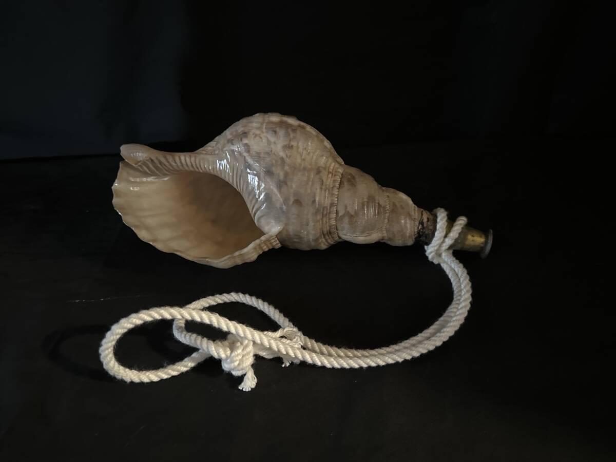 密教 山伏 修験道 法螺貝 ほら貝 31cm 美品