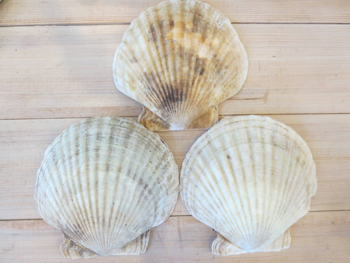 ホタテ 貝殻　15cm　縁起物　オホーツク海サロマ　3枚