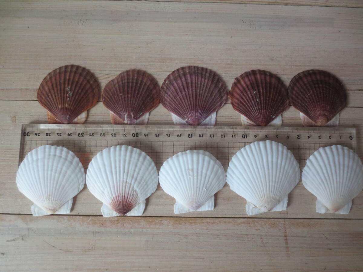 ホタテ 貝殻　ベビーホタテ　縁起物　オホーツク海サロマ