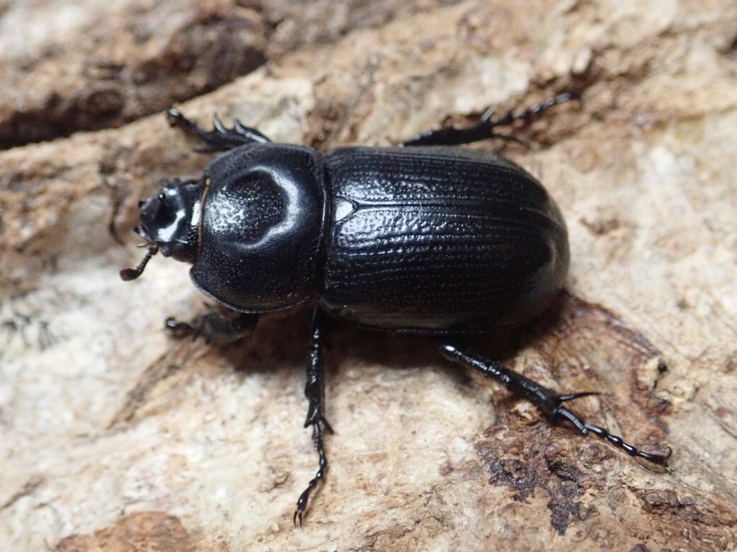 ■天然■8/5夜間採集■国産■奈良県産コカブトムシ♂単品■おまけ付き■Beetle少年＠大阪■