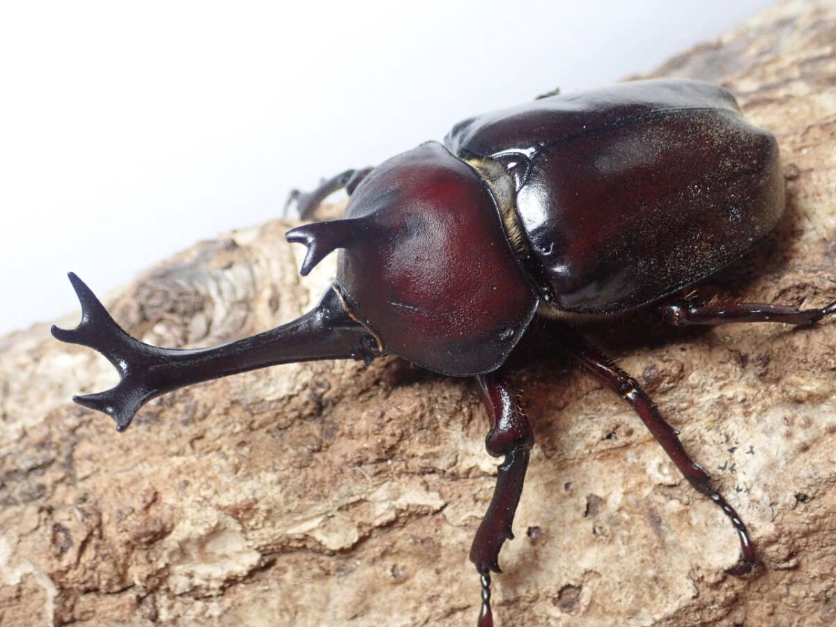 ■ちょいレッド■天然■国産■奈良県産カブトムシLLサイズ♂81㎜単品■おまけ付き■Beetle少年＠大阪■