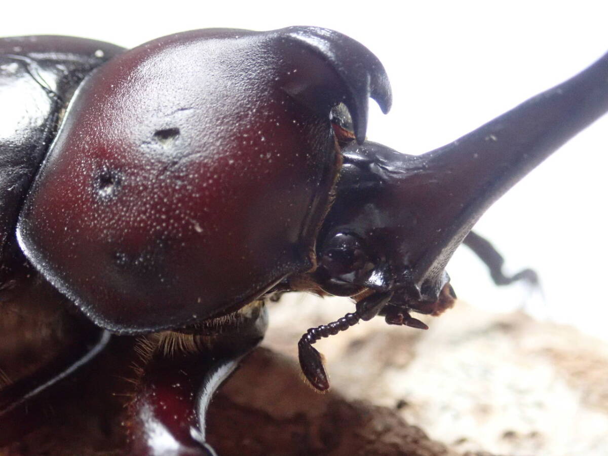 ■注目■ちょんまげ■武士道■天然■国産■奈良県産カブトムシLサイズ♂75㎜■おまけ付き■Beetle少年＠大阪■