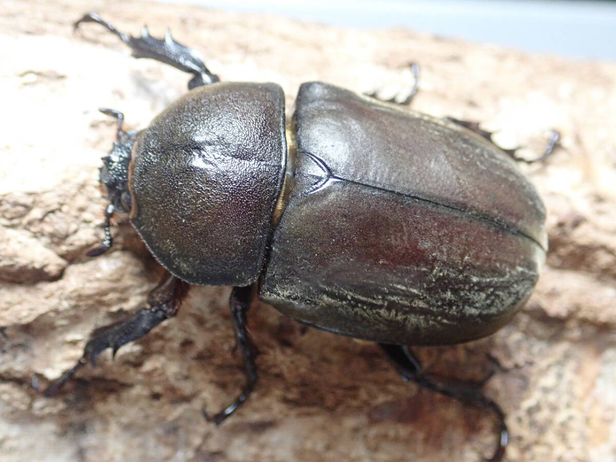 ■超特大■天然■お子様に■国産■奈良県産カブトムシ♀51㎜単品②■おまけ付き■Beetle少年＠大阪