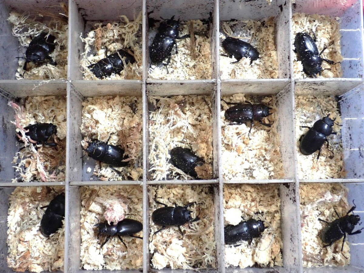 ■在庫多数有■完品■採れたて■奈良県産ノコギリクワガタ♀5頭■天然■お子様に■おまけ付き■Beetle少年＠大阪