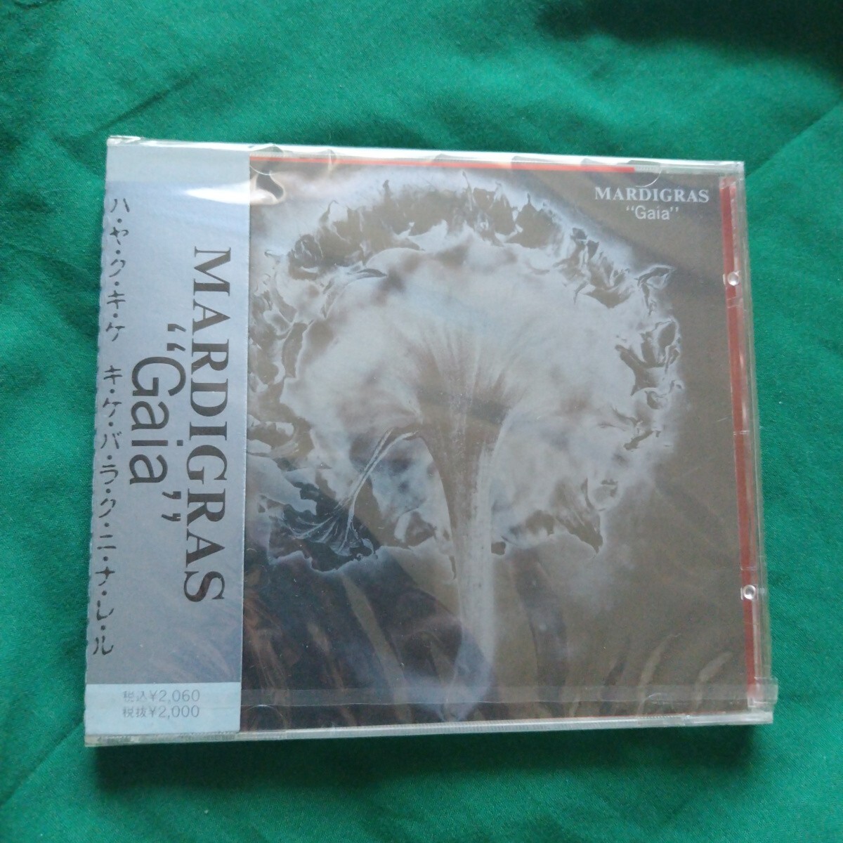 新品未開封　マルディグラ　MARDIGRAS / Gaia ゴシック