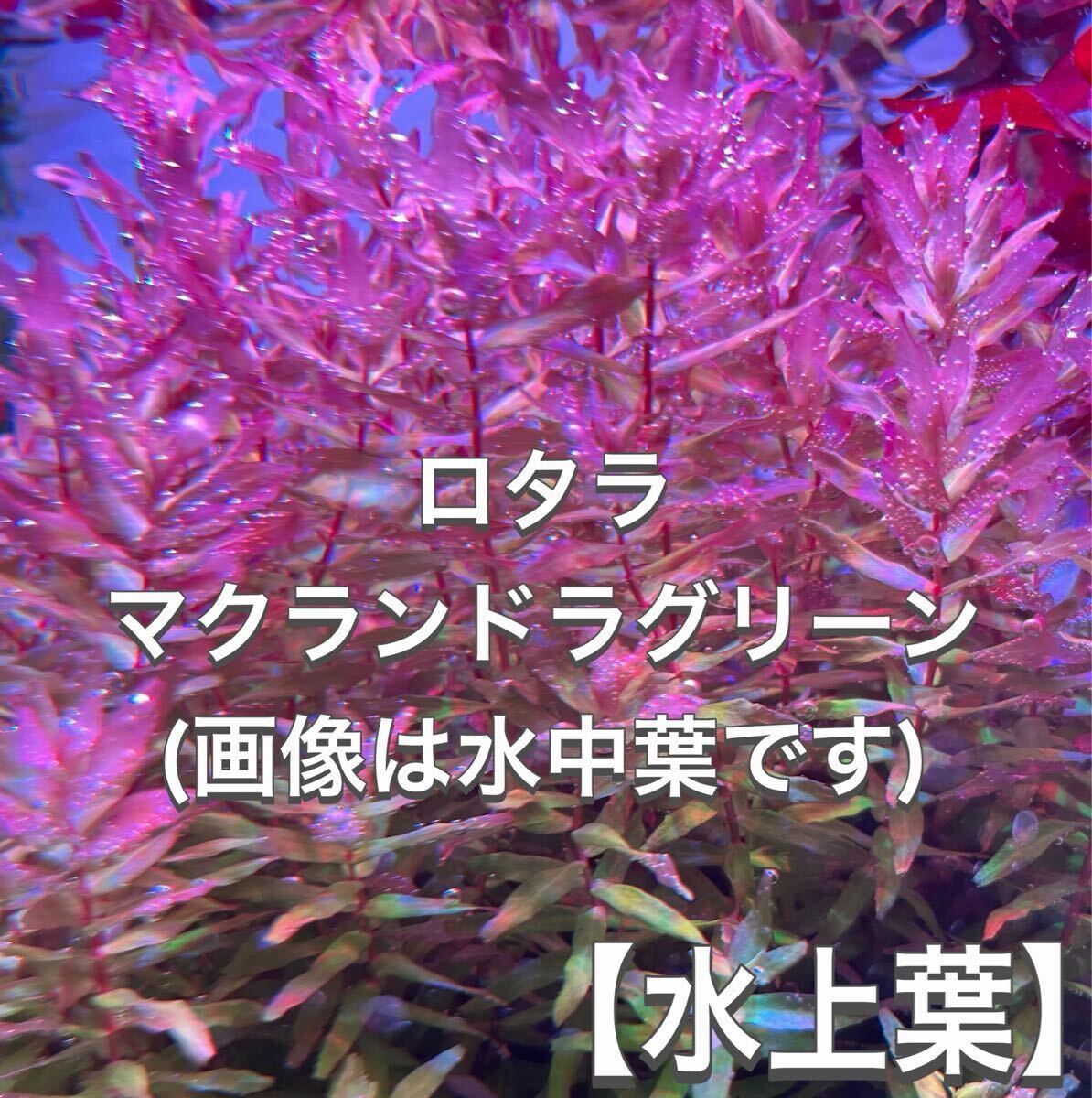 【水上葉】ロタラマクランドラグリーン　20本