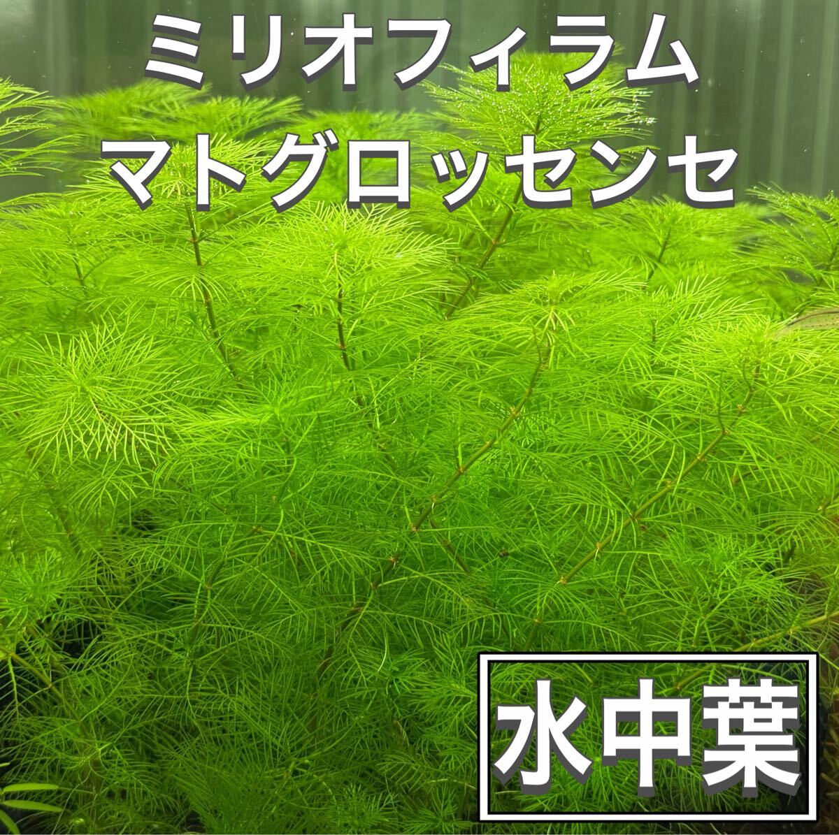 【水中葉】ミリオフィラムマトグロッセンセ 10本