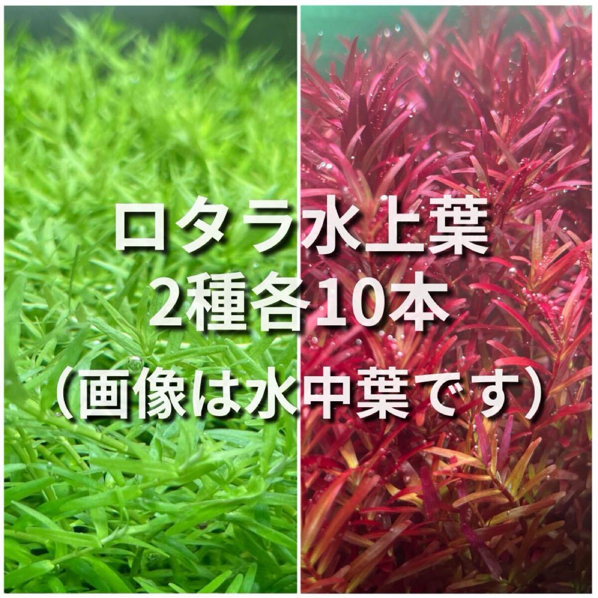 グリーンロタラ、ロタラレディッシュ水上葉　各10本