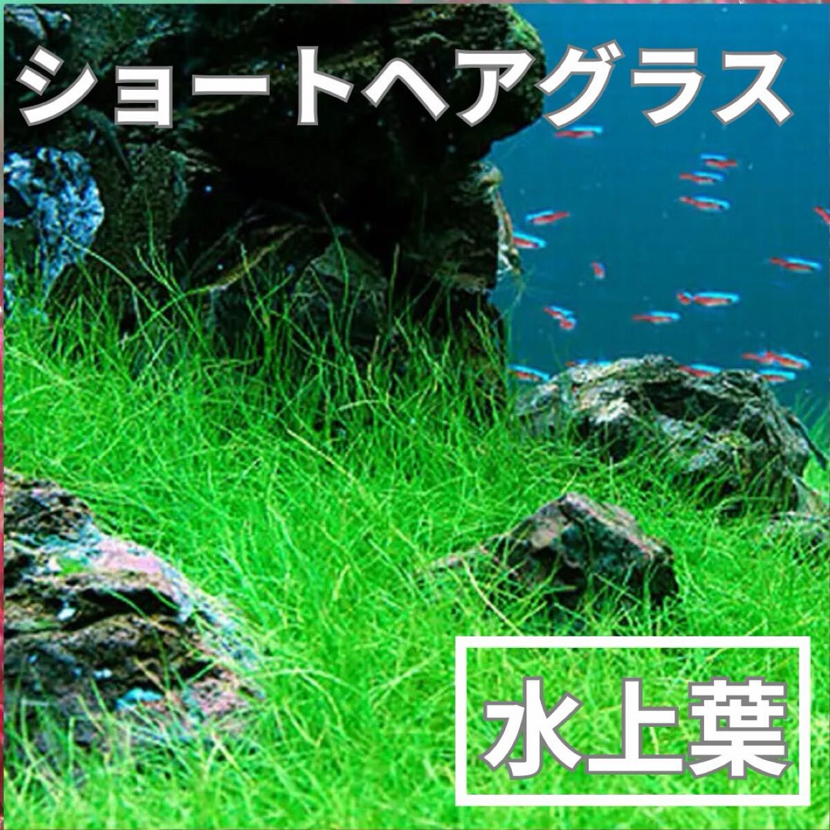 ショートヘアグラス水上葉