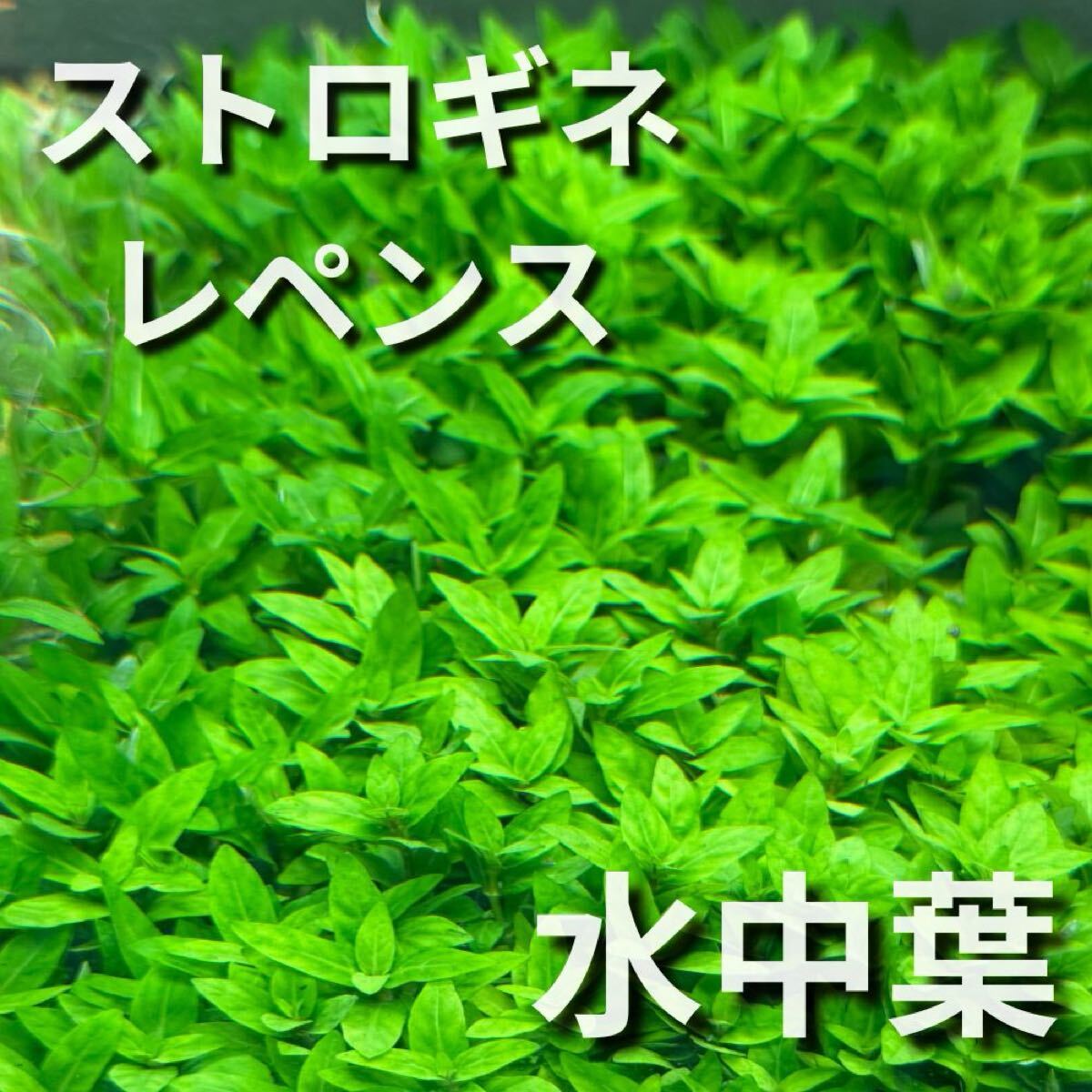 ストロギネレペンス水中葉　5株