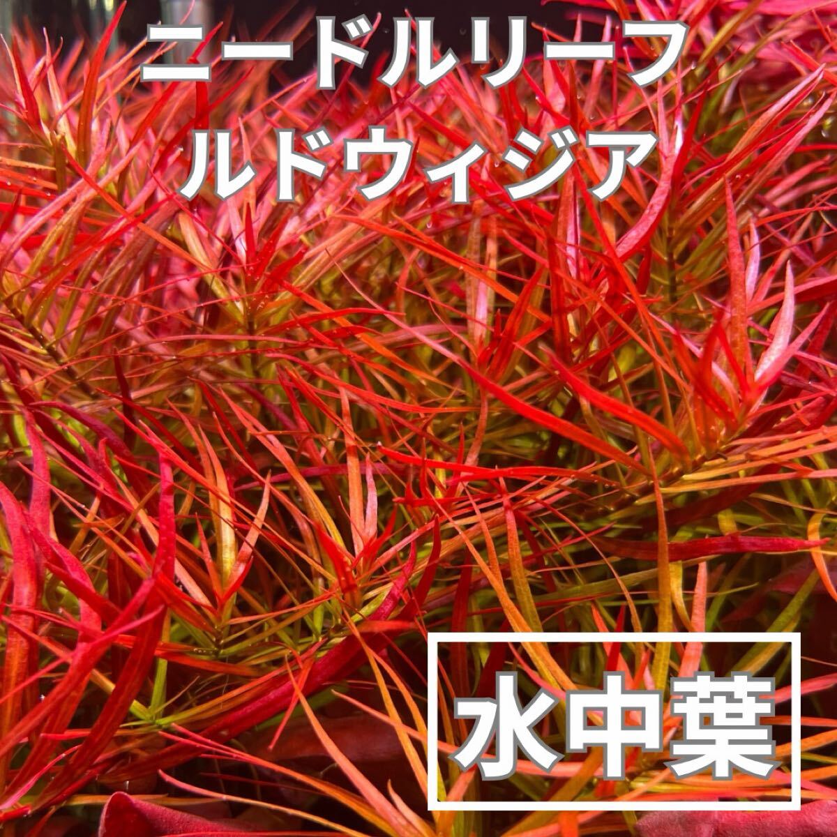 ニードルリーフルドウィジア水中葉　10本