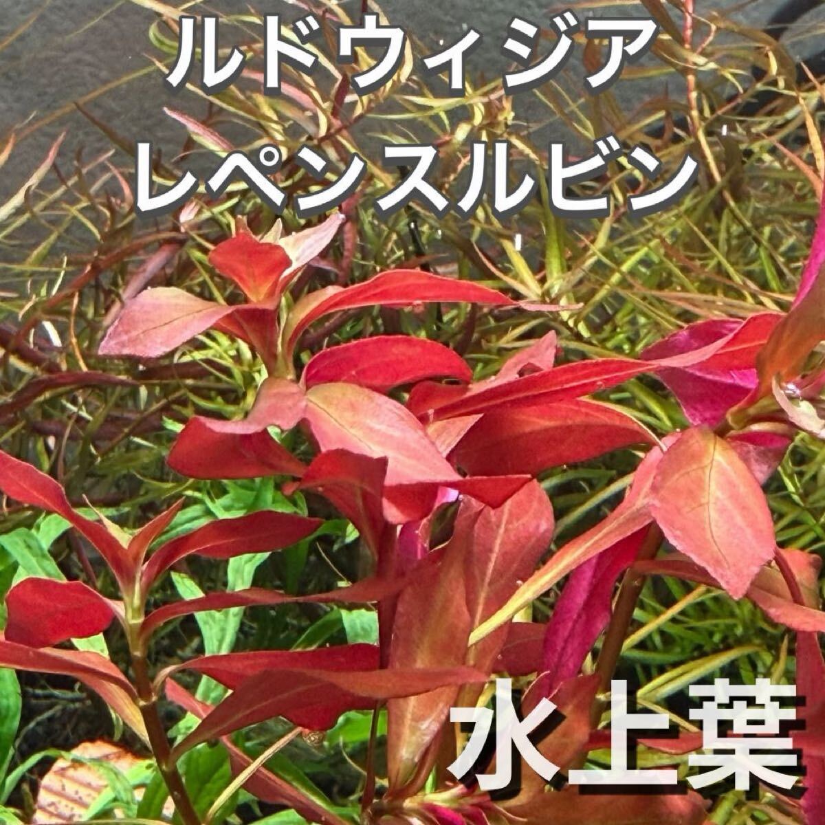【水上葉】 ルドウィジアレペンスルビン　5本