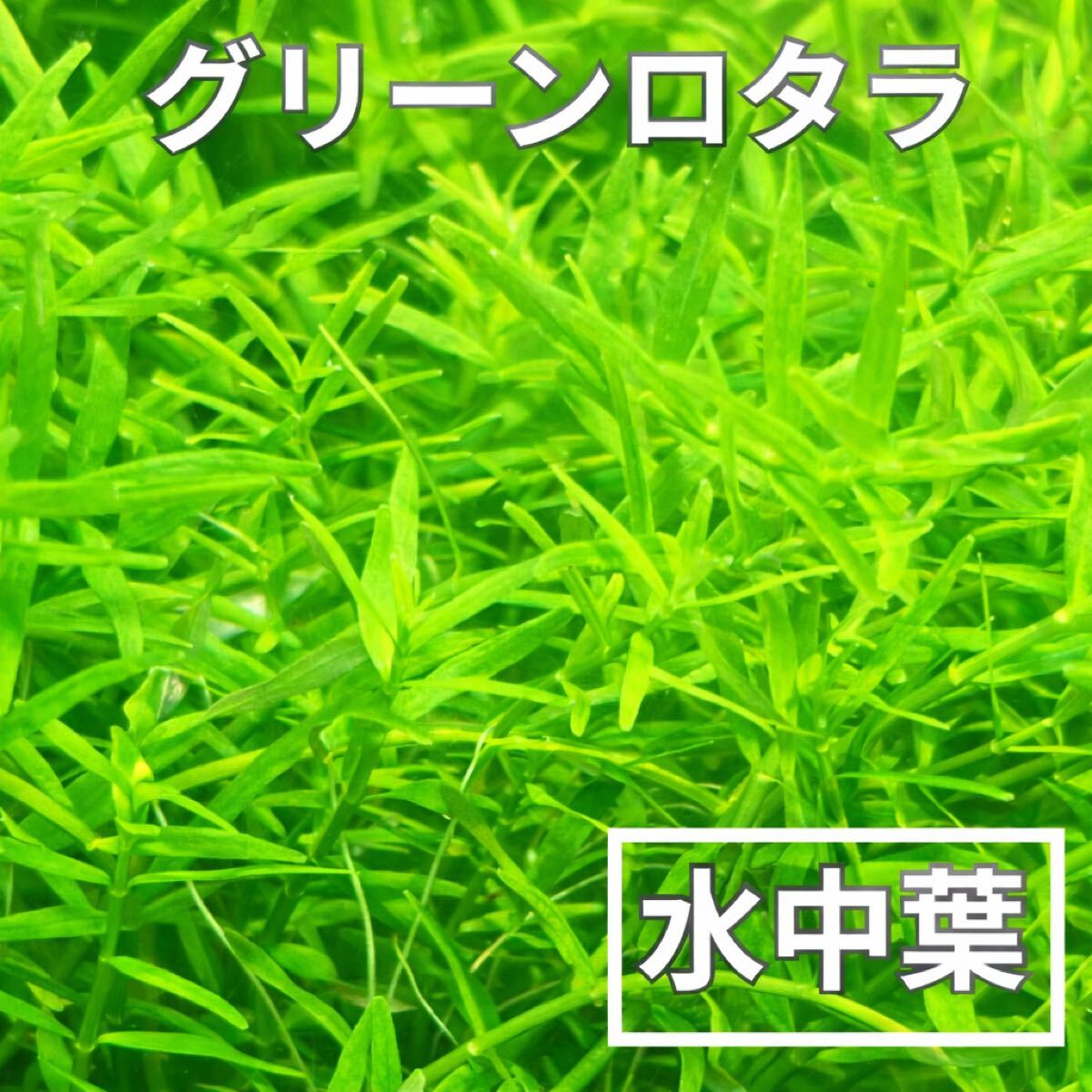 【水中葉】グリーンロタラ　20本