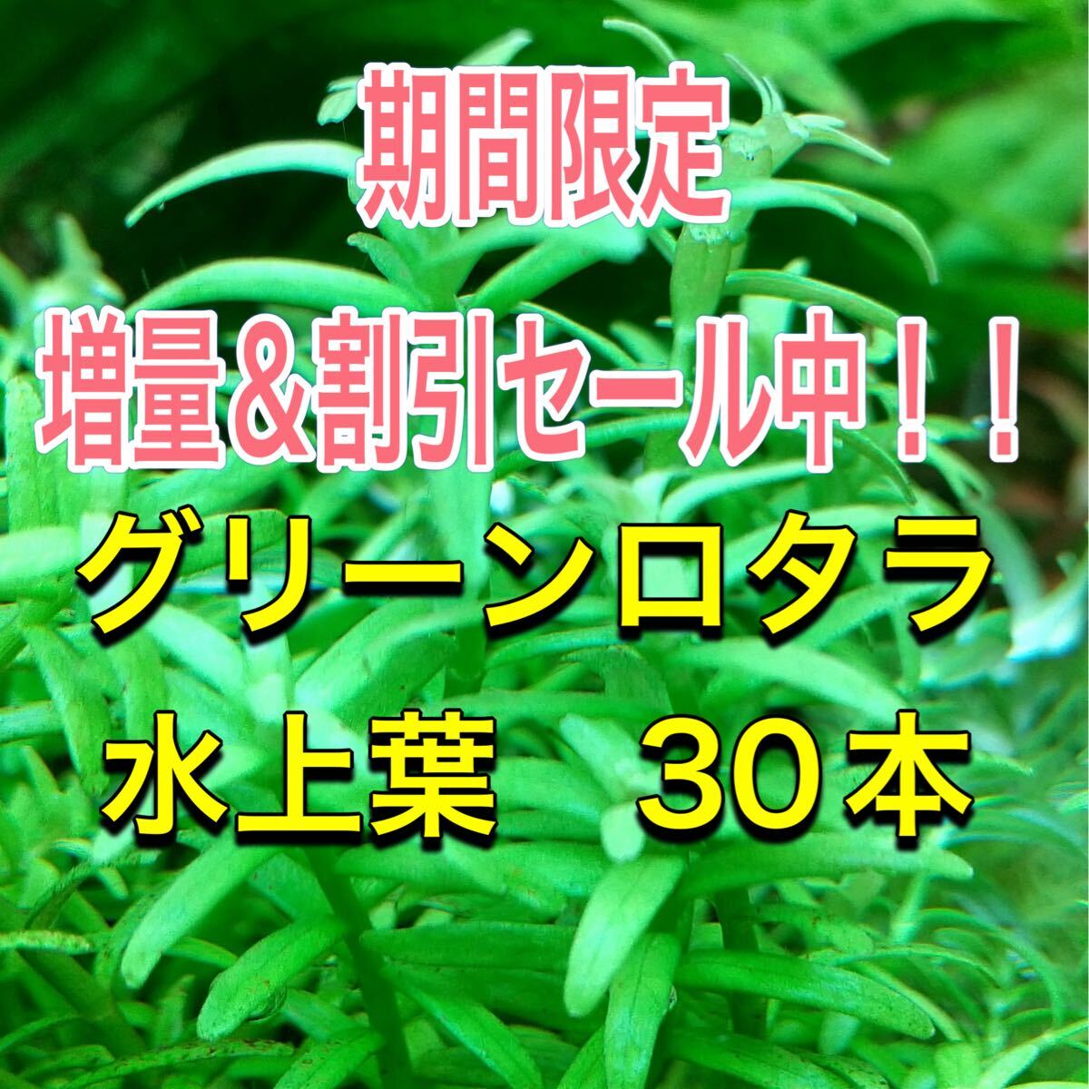 【増量セール中】グリーンロタラ水上葉　30本