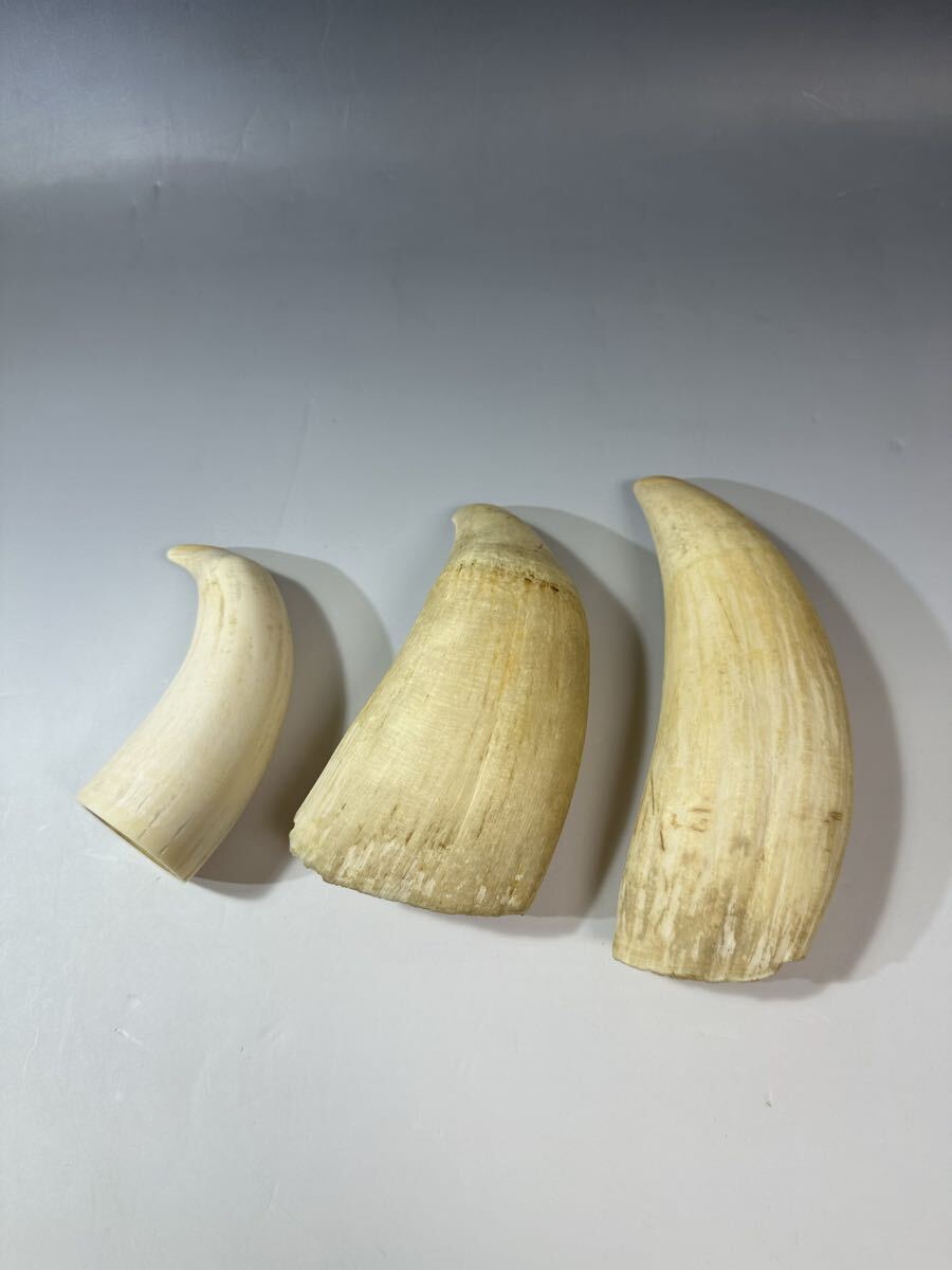 鯨歯 マッコウクジラ 天然素材 3本まとめ　重さ1038g 