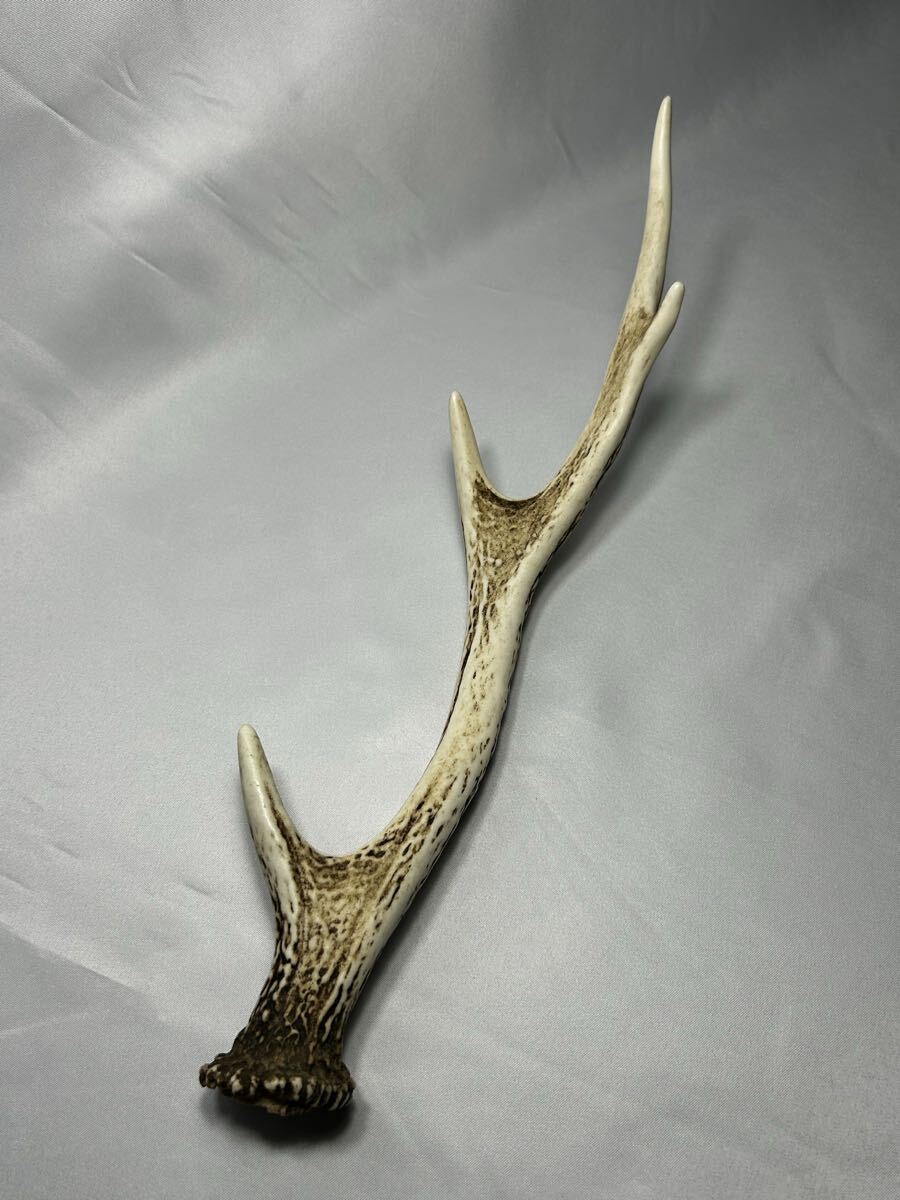 鹿の角 約30cm/ しかのつの 約30cm