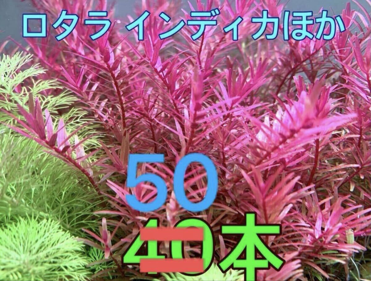 ◆ロタラインディカほかミックス◆50本＊短め◆自家育成＊ビギナーさんにもオススメ◆無農薬薬品未使用◆