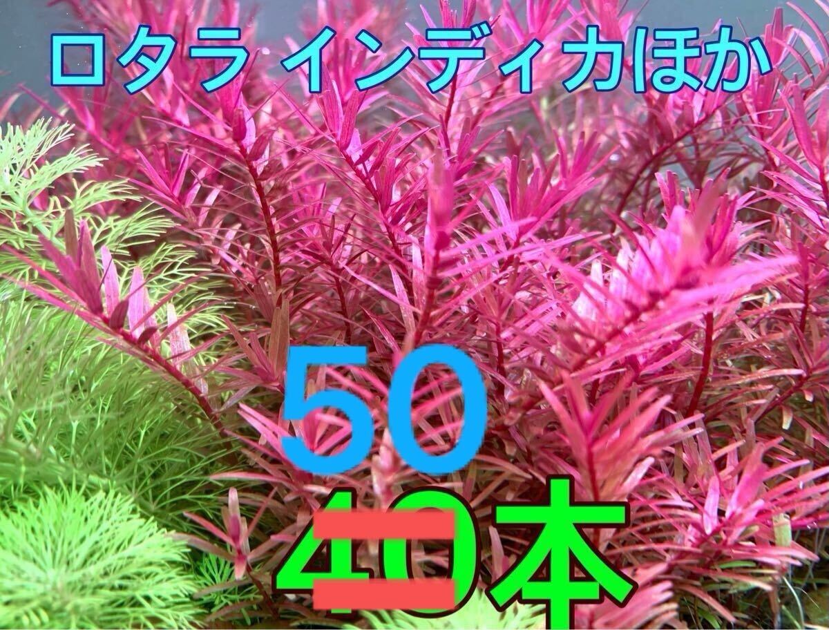 ◆ロタラインディカsp.ほかミックス◆50本＊短め◆自家育成＊ビギナーさんにもオススメ◆無農薬薬品未使用◆