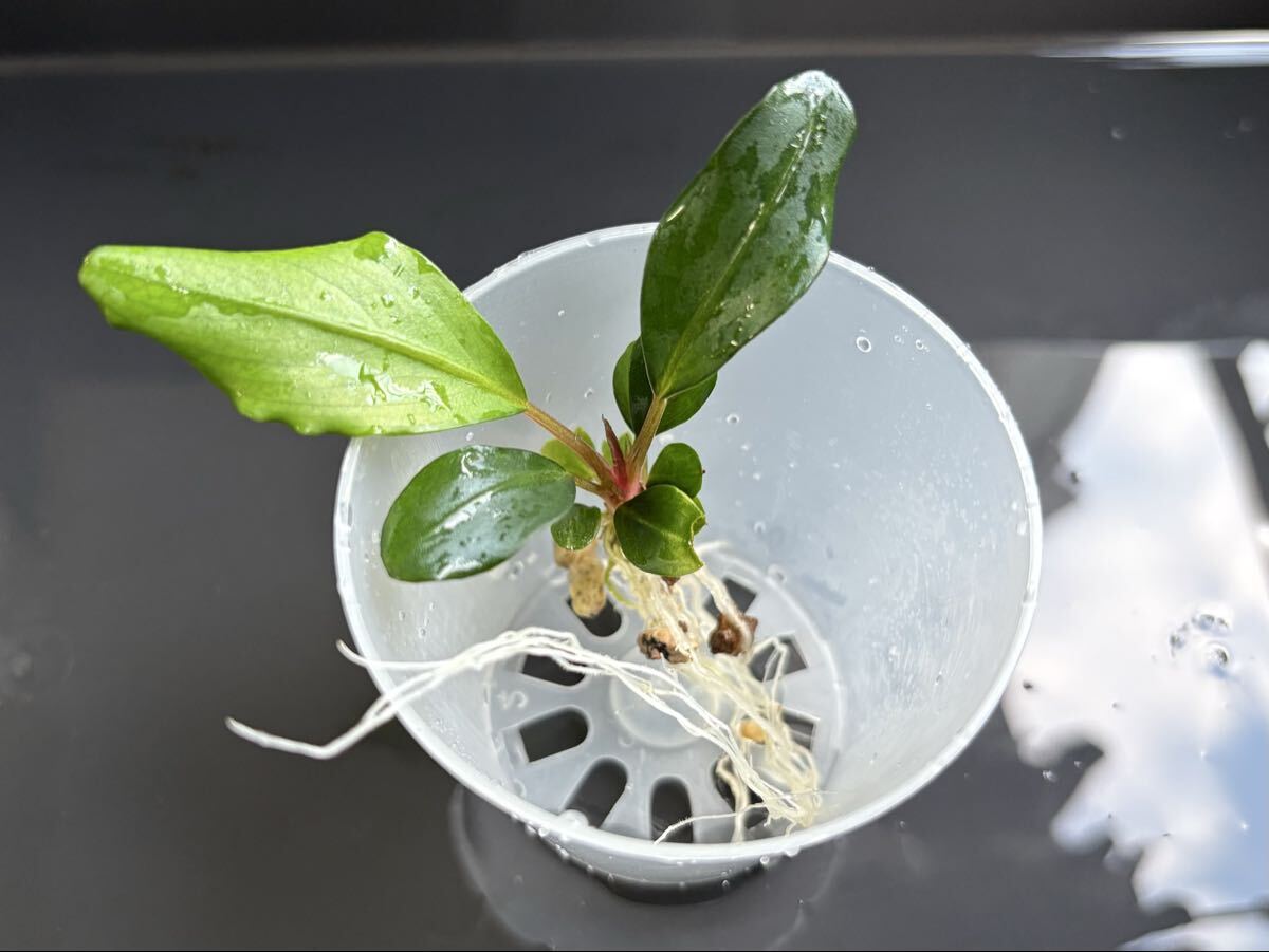 Bucephalandra chrysokoupa sabah JB Orchid ①