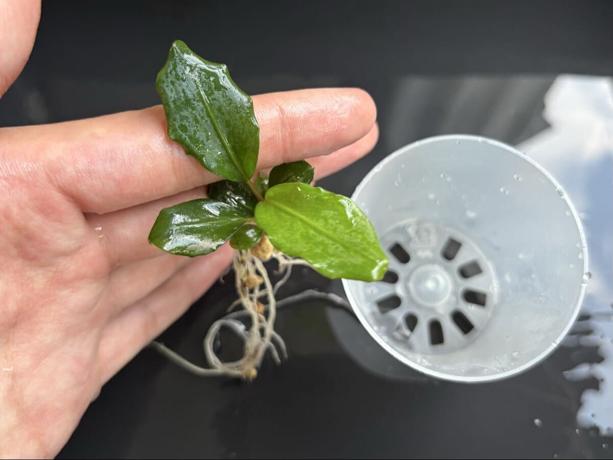 Bucephalandra chrysokoupa sabah JB Orchid ②