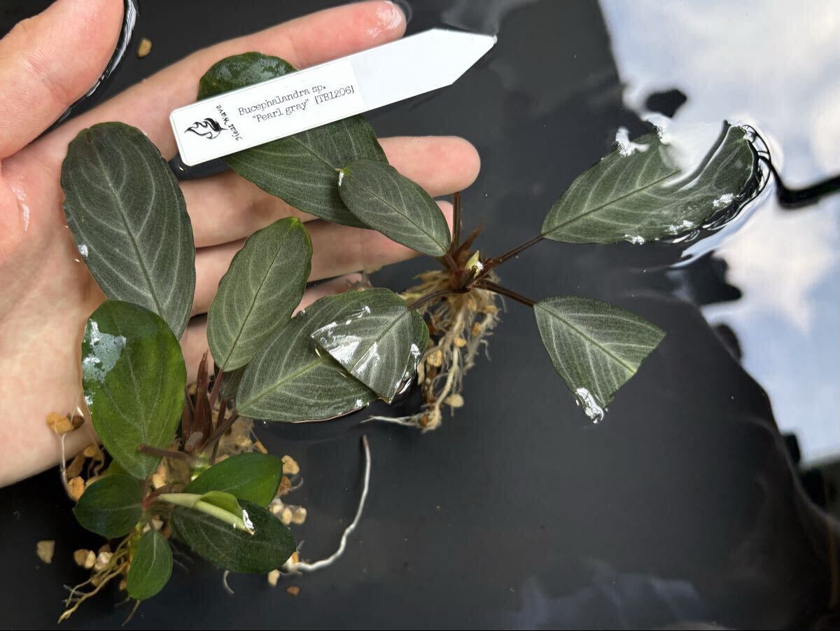 Bucephalandra sp.Pearl gray 【TB1206】③