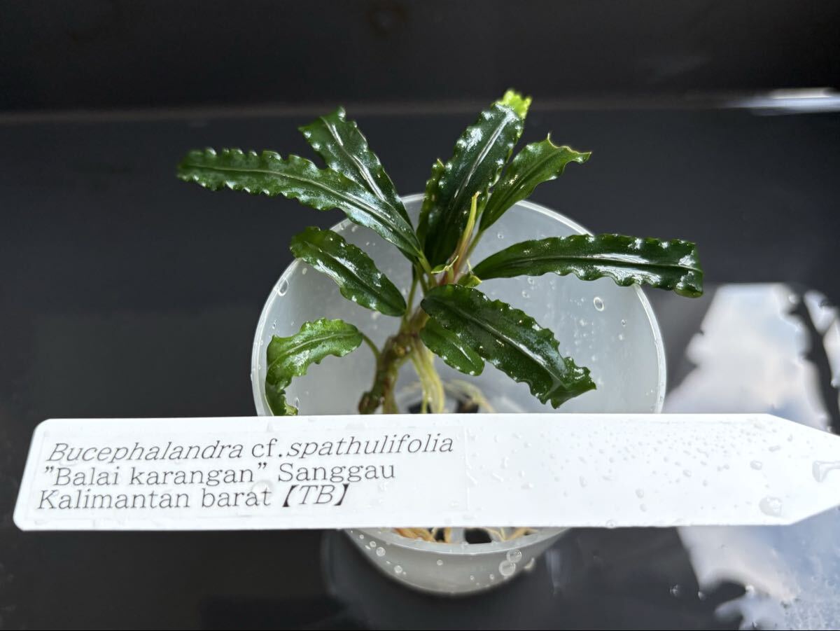正規タグ付き　Bucephalandra cf.spathulifolia 【TB】
