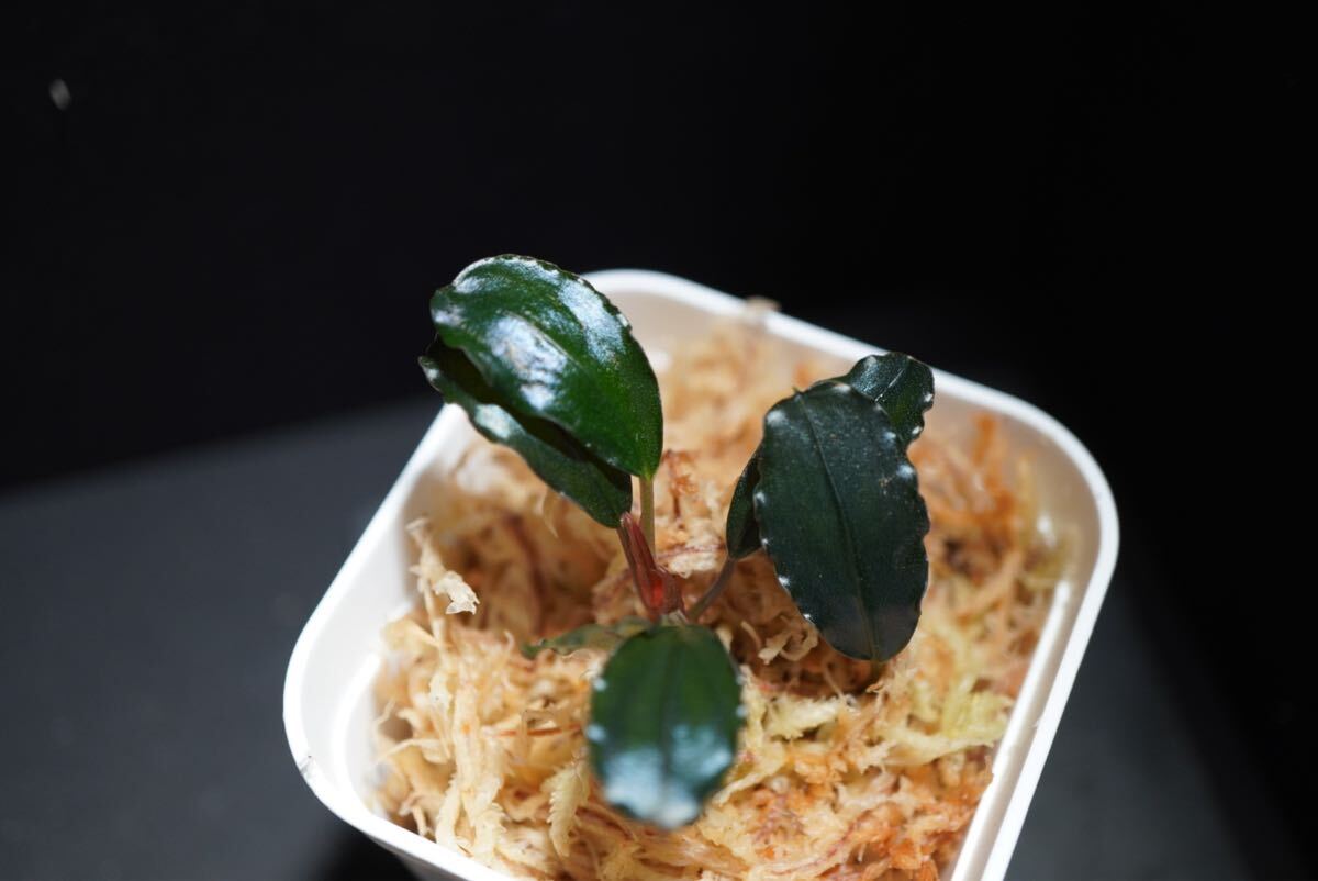 Bucephalandra sp. Blue Sapphire ブセファランドラ