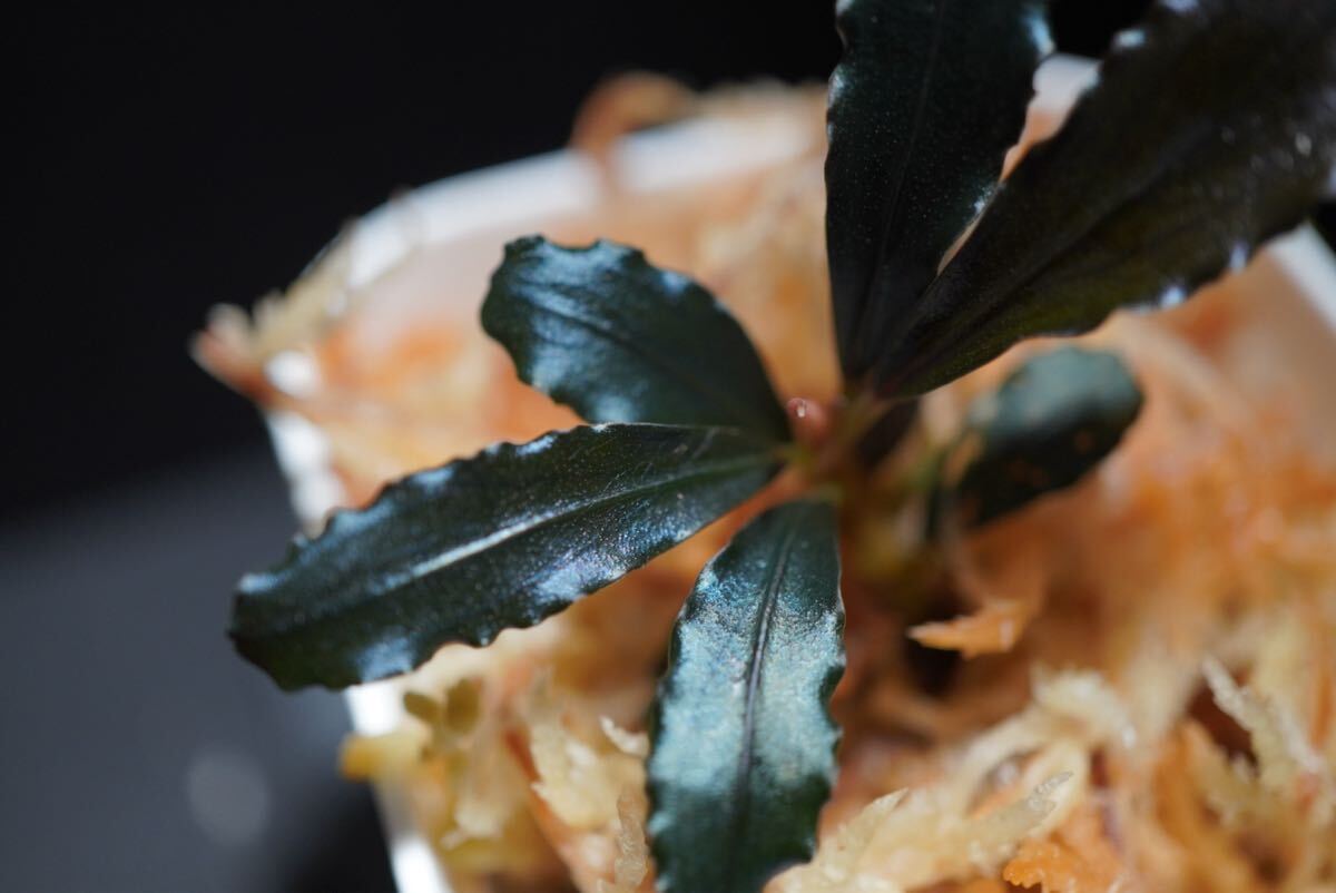 Bucephalandra sp. Brownie ghost 2015”west Kalimantan ブセファランドラ