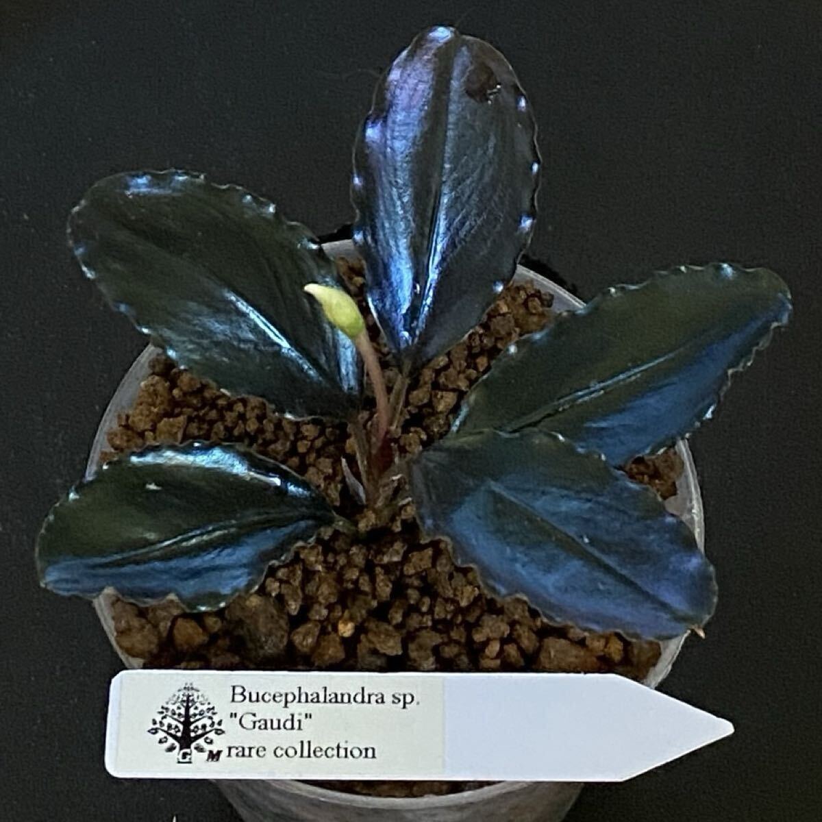 Bucephalandra sp. Gaudi ブセファランドラ ガウディ