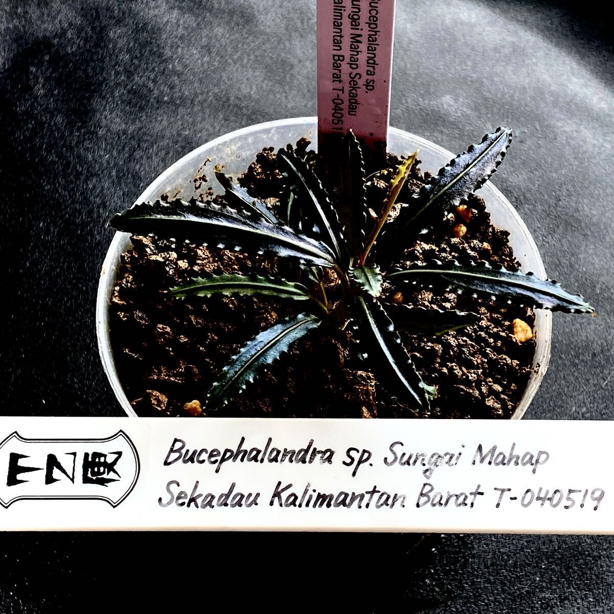 Bucephalandra sp. Sungai Mahap Sekadau Kalimantan Barat T-040519