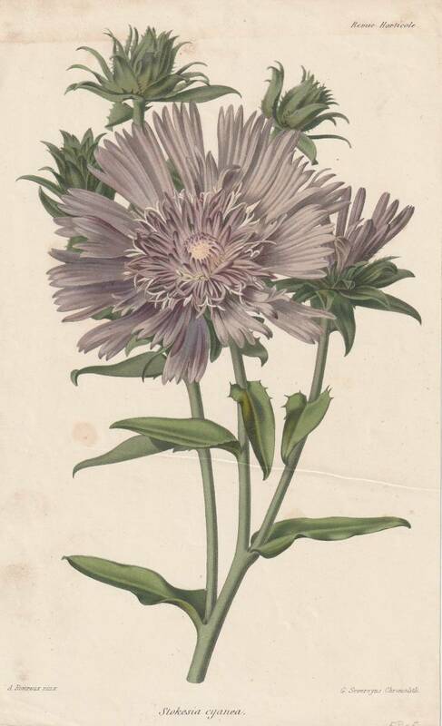 フランスアンティーク 博物画 植物画『Stokesia　cyanea』 多色刷り石版画　ボタニカルアート