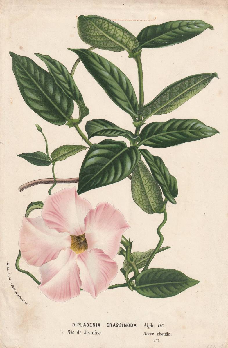 フランスアンティーク 博物画 植物画『DIPLADENIA　CRASSINODA』 多色刷り石版画　ボタニカルアート