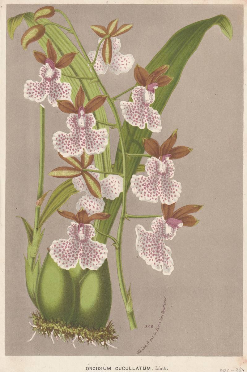 フランスアンティーク 博物画 植物画『ONCIDIUM　CUCULLATUM』 多色刷り石版画　ボタニカルアート