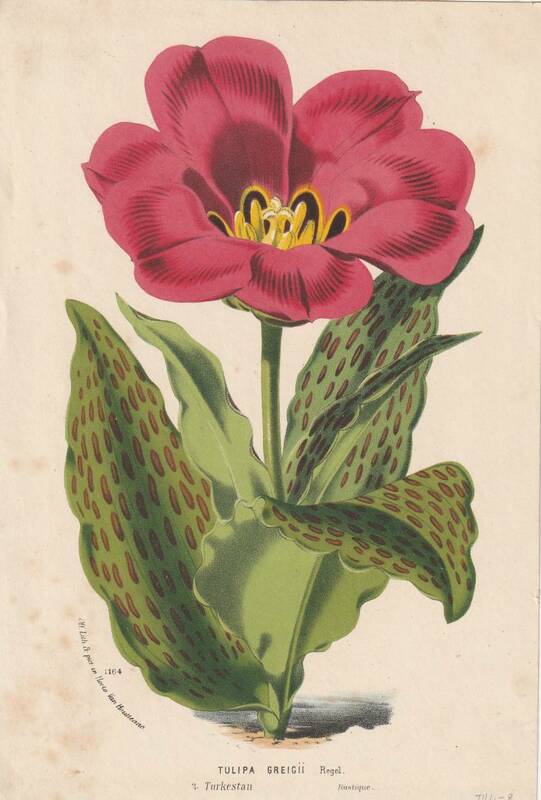 フランスアンティーク 博物画 植物画『チューリップ』 多色刷り石版画　ボタニカルアート