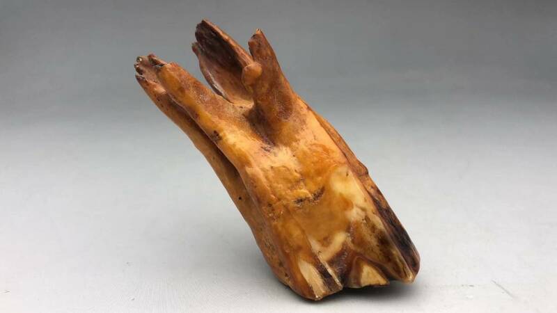 【吉】 自然科学 カバの歯細工彫 大吉 極珍 極美j24
