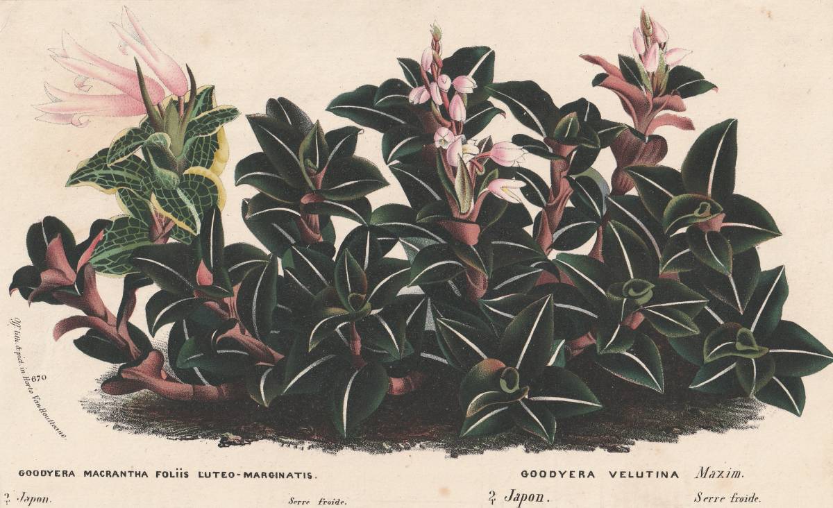フランスアンティーク 博物画 植物画『GODDYERA　VELUTINA』 多色刷り石版画　ボタニカルアート