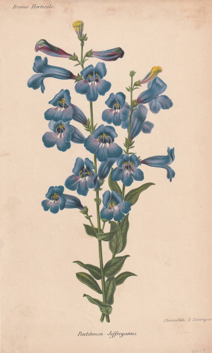 フランスアンティーク 博物画 植物画『Pentstemon　Jeffreyanus』 多色刷り石版画　ボタニカルアート