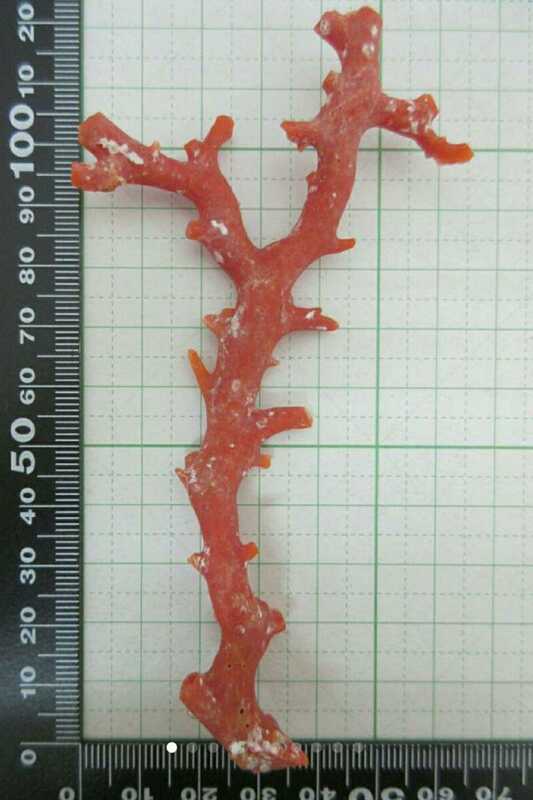 【TOP】血赤珊瑚 サンゴ 17.2g 枝 ルース 根付 j143.