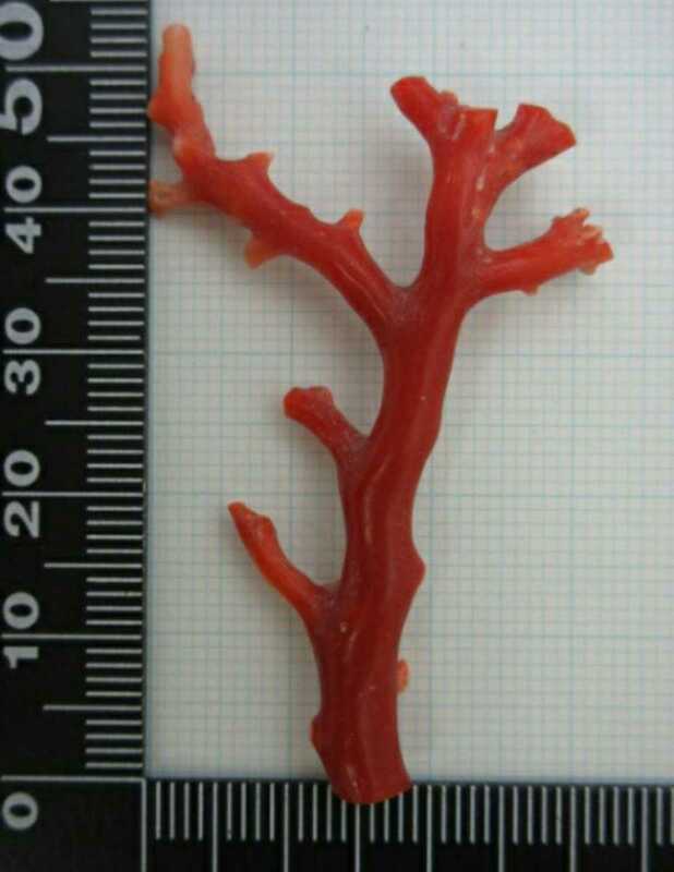 【TOP】血赤珊瑚 サンゴ 3.2g 枝 ルース 根付 t77.