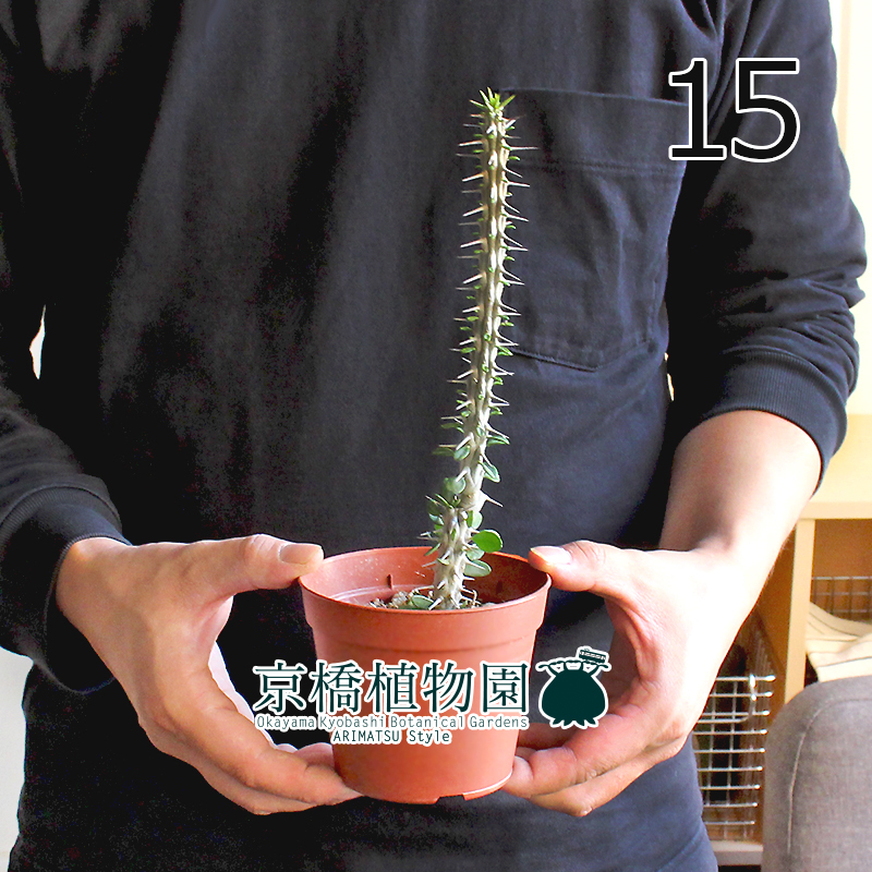 【現品】アローディア・プロセラ 3.5号（15）Alluaudia procera