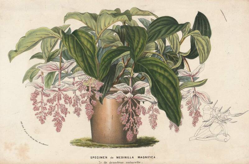 フランスアンティーク 博物画 植物画『SPECIMEN de MEDINILLA MACNIFICA』 多色刷り石版画　ボタニカルアート