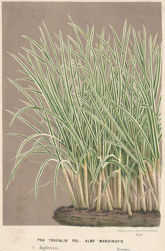 フランスアンティーク 博物画 植物画『ALBO MARGINATIS』 多色刷り石版画　ボタニカルアート