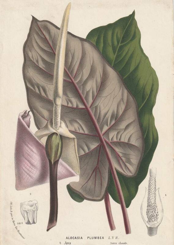 フランスアンティーク 博物画 植物画『ALOCASIA　PLUMBEA』 多色刷り石版画　ボタニカルアート