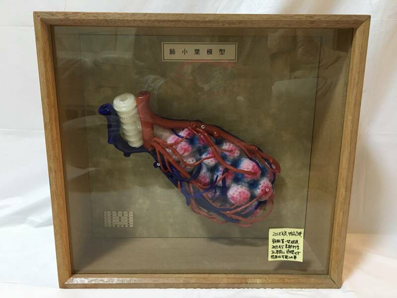☆M291☆京都科学 肺小葉模型 一部破損あり 医学 医療 看護 介護 臓器 内臓 肺 呼吸器 呼吸器科 呼吸器内科
