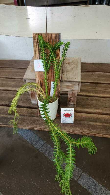 レア植物！あまりみかけません。リコポディウム。2黄色い枝はカットしました。在庫入れ替えの為値下げです