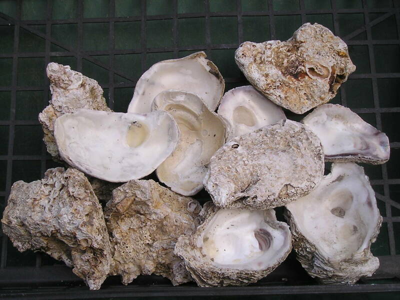 日本海の荒波で育った肉厚で長持する岩ガキ牡蠣殻15Ｋ
