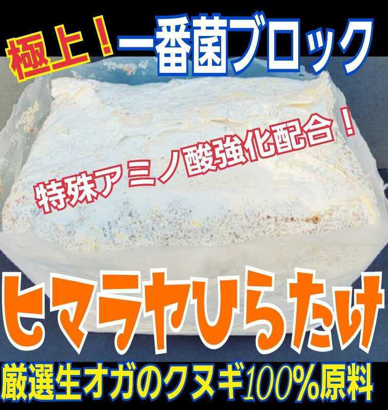 極上！初菌使用☆ヒマラヤひらたけ菌糸ブロック☆トレハロース・ローヤルゼリー強化配合！オオクワガタに抜群☆産卵床に使うと爆産します！