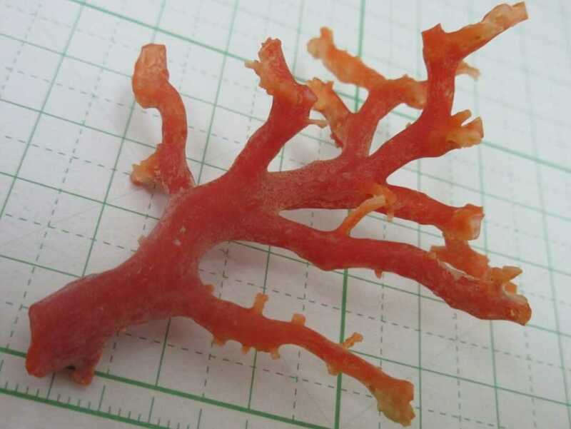 【TOP】血赤珊瑚 サンゴ 7.1g 枝 ルース 根付 c893.