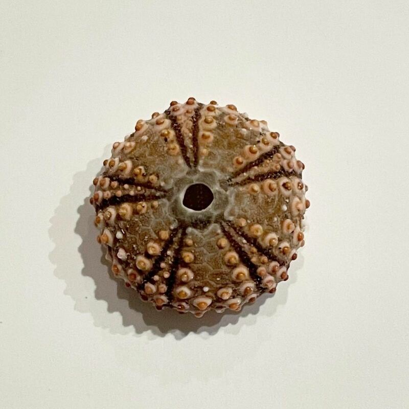 チチュウカイアルバシアの小さいウニ殻　ウニ　ウニ殻　ウーチン　シーウーチン　赤ちゃんウニ　標本　骨格　コレクション　貝殻　貝